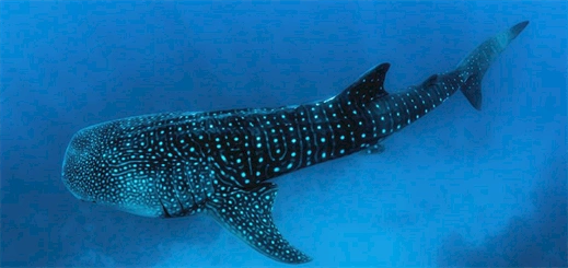 UN passes new oceans treaty to protect marine biological diversity