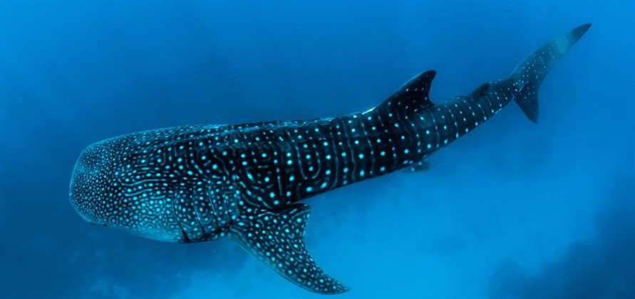 UN passes new oceans treaty to protect marine biological diversity