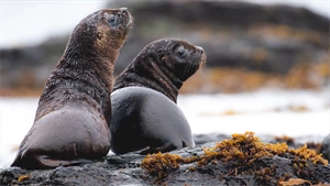 Uncover the natural wonders of the Falkland Islands
