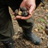 Truffle hunting in Slovenia is just one of the many shore experiences that guests can enjoy when sailing on Four Seasons I