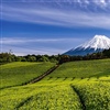 Mount Fuji is surrounded by verdant tea plantations (credit: Shizuoka Prefectural Tourism Association)