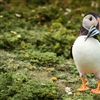 Nature lovers can take a boat tour to spot puffins in Anglesey (Photo: Visit Wales)