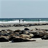 Common and grey seals sunbathing on the beach on Düne (credit: Laura Hyde)