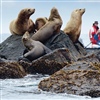 Hapag-Lloyd Cruises’ expedition guests expect unique excursions, such as being able to see seals up close in Antarctica