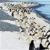 The 'South Georgia, Falklands and Antarctica Peninsula' voyage is scheduled to coincide with the arrival of breeding season (Image: Tam Minton/Unsplash)