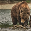 Cruising Alaska with HX Expeditions means experiencing Alaskan wildlife first hand (Photo: HX Expeditions)