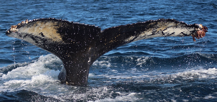 Silversea Cruises partners with Orca conservation charity