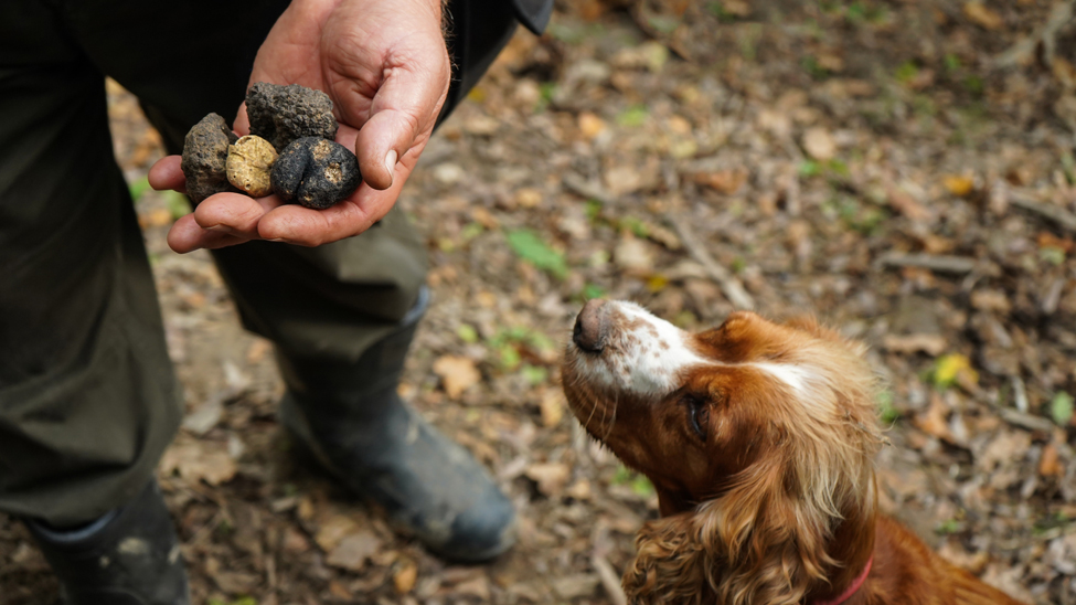 Truffle hunting in Slovenia is just one of the many shore experiences that guests can enjoy when sailing on Four Seasons I