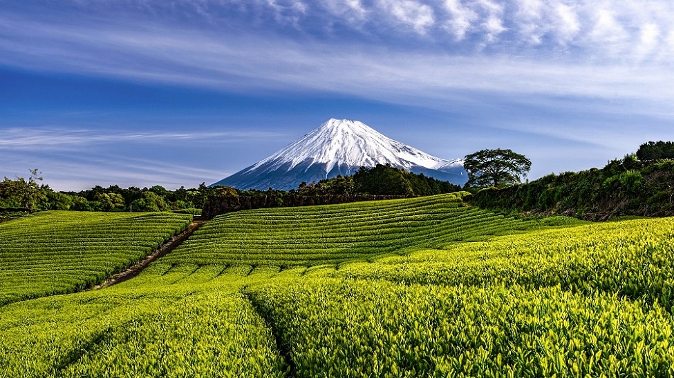 Mount Fuji is surrounded by verdant tea plantations (credit: Shizuoka Prefectural Tourism Association)