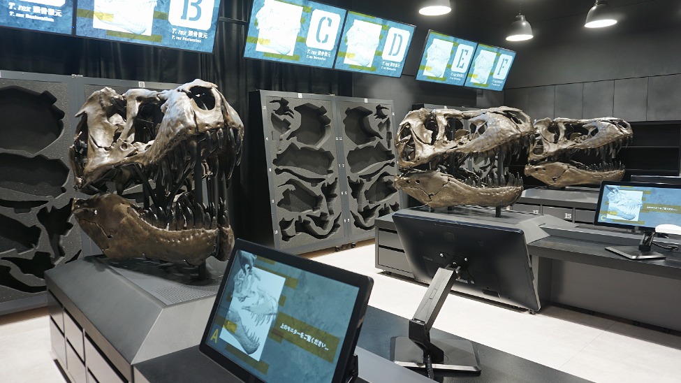 Tourists can learn about participate in fossil workshops at the Fukui Prefectural Dinosaur Museum (credit: Fukui Prefectural Dinosaur Museum)