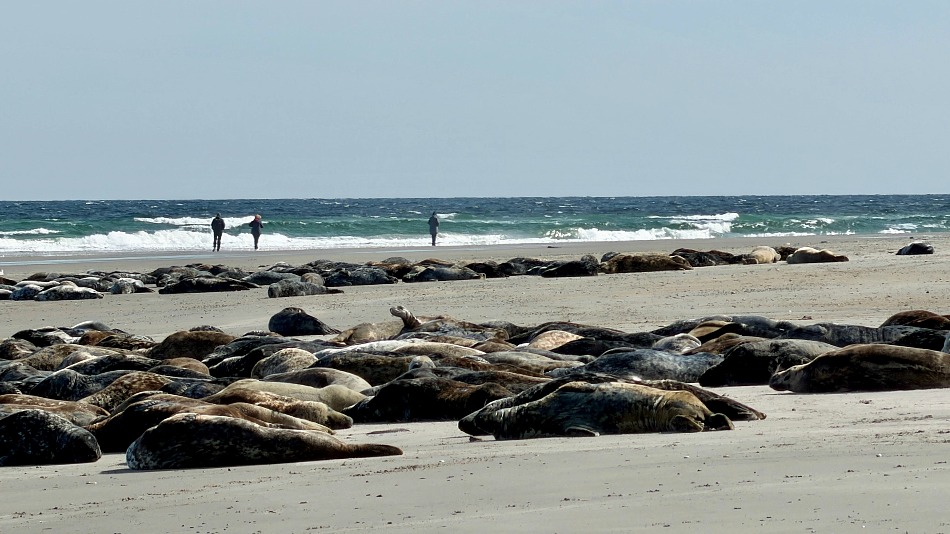 Common and grey seals sunbathing on the beach on Düne (credit: Laura Hyde)