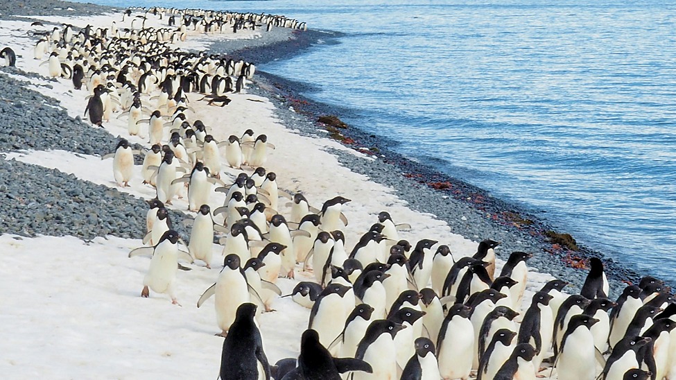 The 'South Georgia, Falklands and Antarctica Peninsula' voyage is scheduled to coincide with the arrival of breeding season (Image: Tam Minton/Unsplash)
