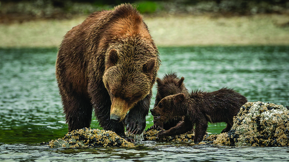 Cruising Alaska with HX Expeditions means experiencing Alaskan wildlife first hand (Photo: HX Expeditions)