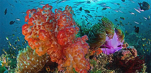 Carnival invests in conservation