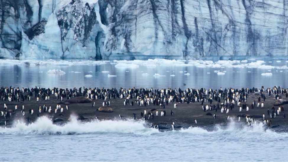 Antarctic Adélie penguins